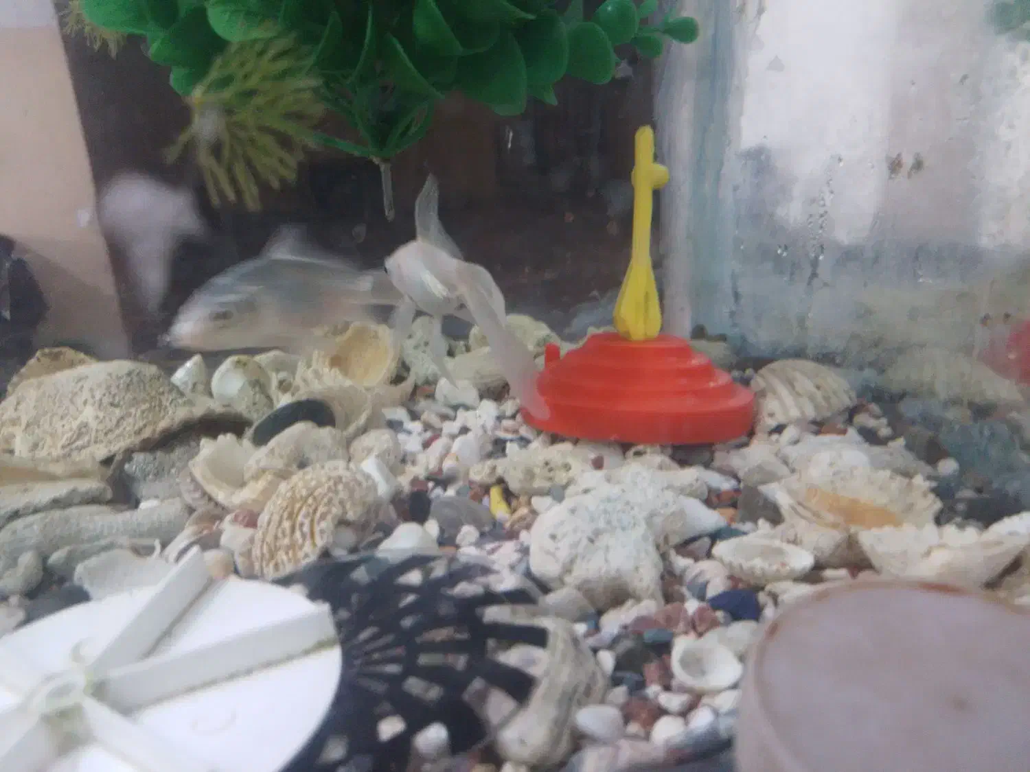 ماهی مولی|ماهی|رفسنجان, |دیوار