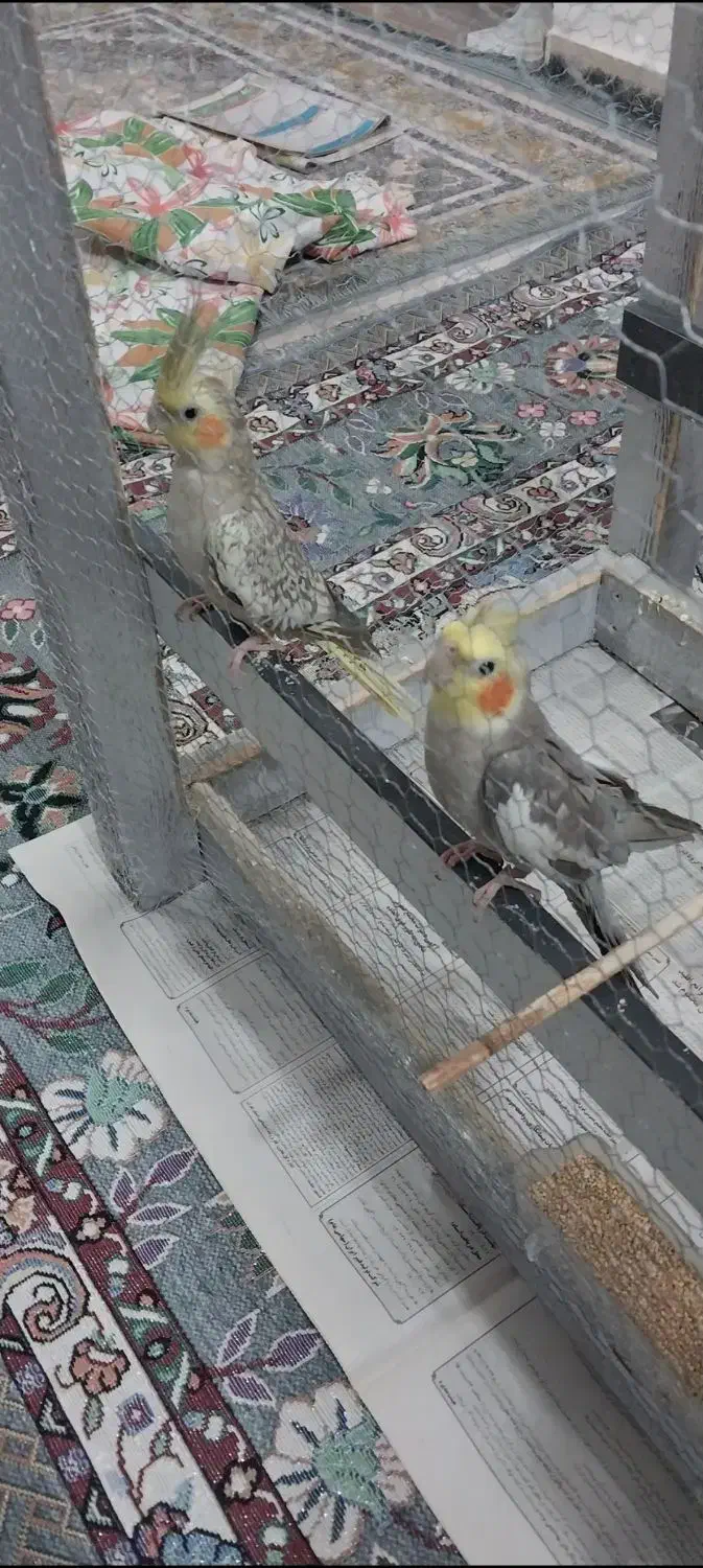 عروس هلندی فروشی|پرنده|رضوانشهر, |دیوار