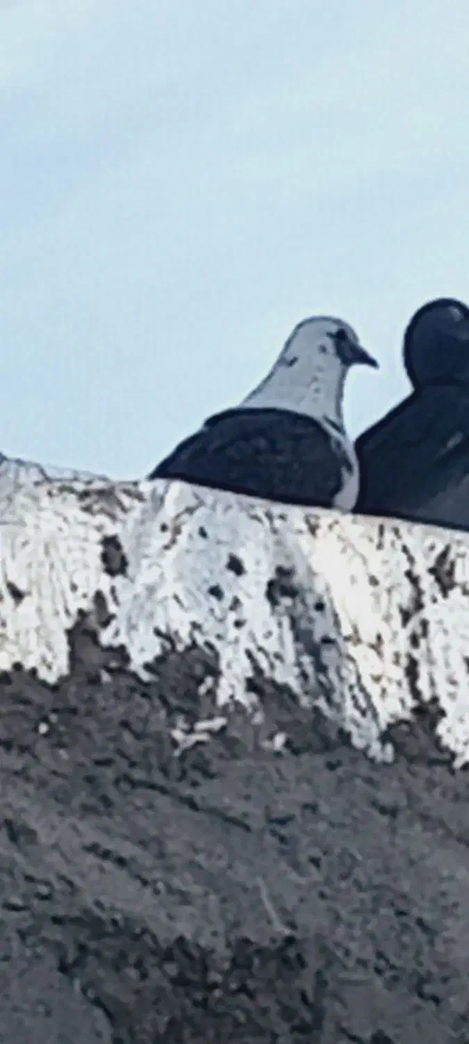 کبوتر|پرنده|بزینه رود, |دیوار