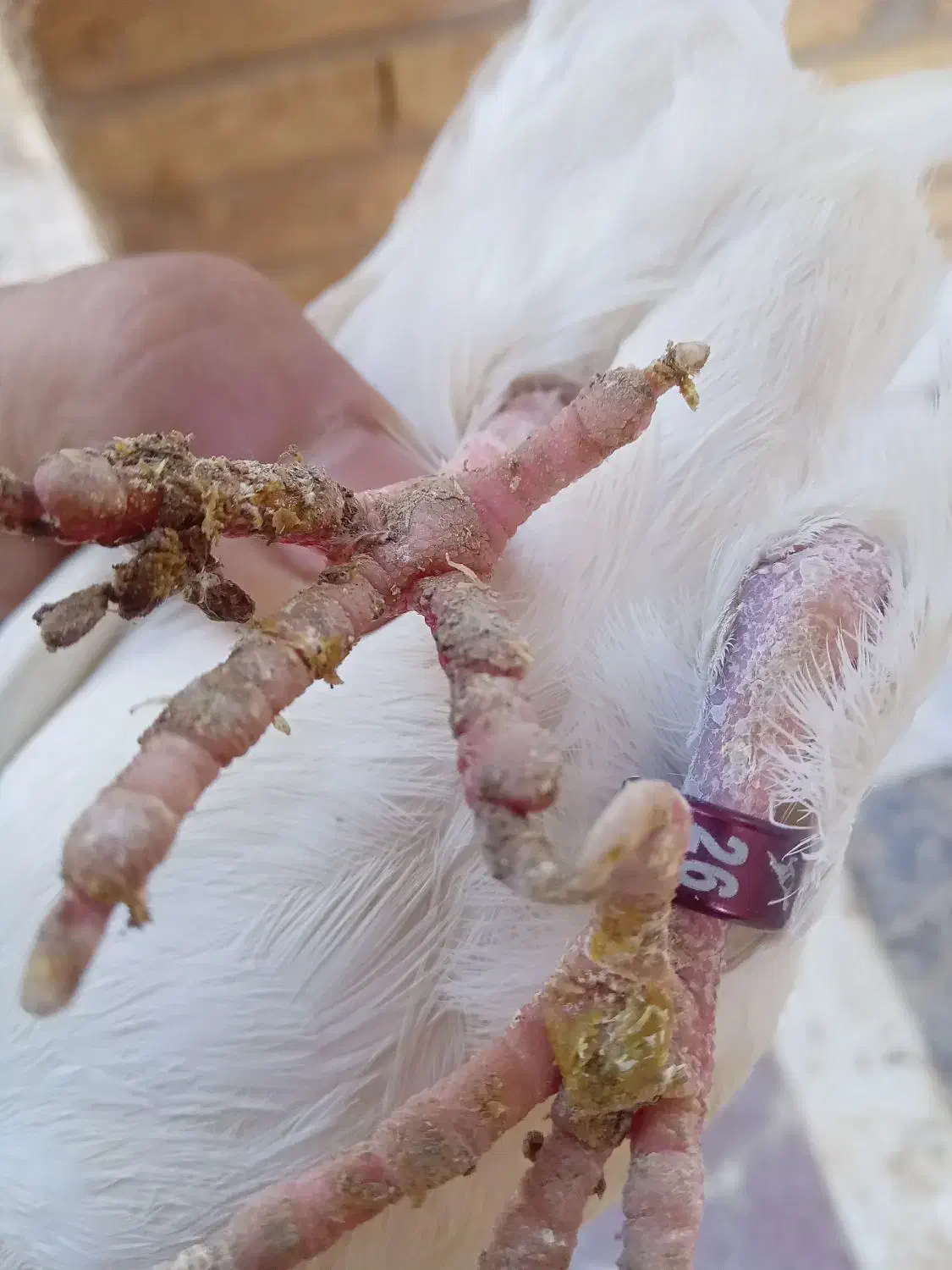 پرنده لوت|پرنده|خرمشهر, |دیوار