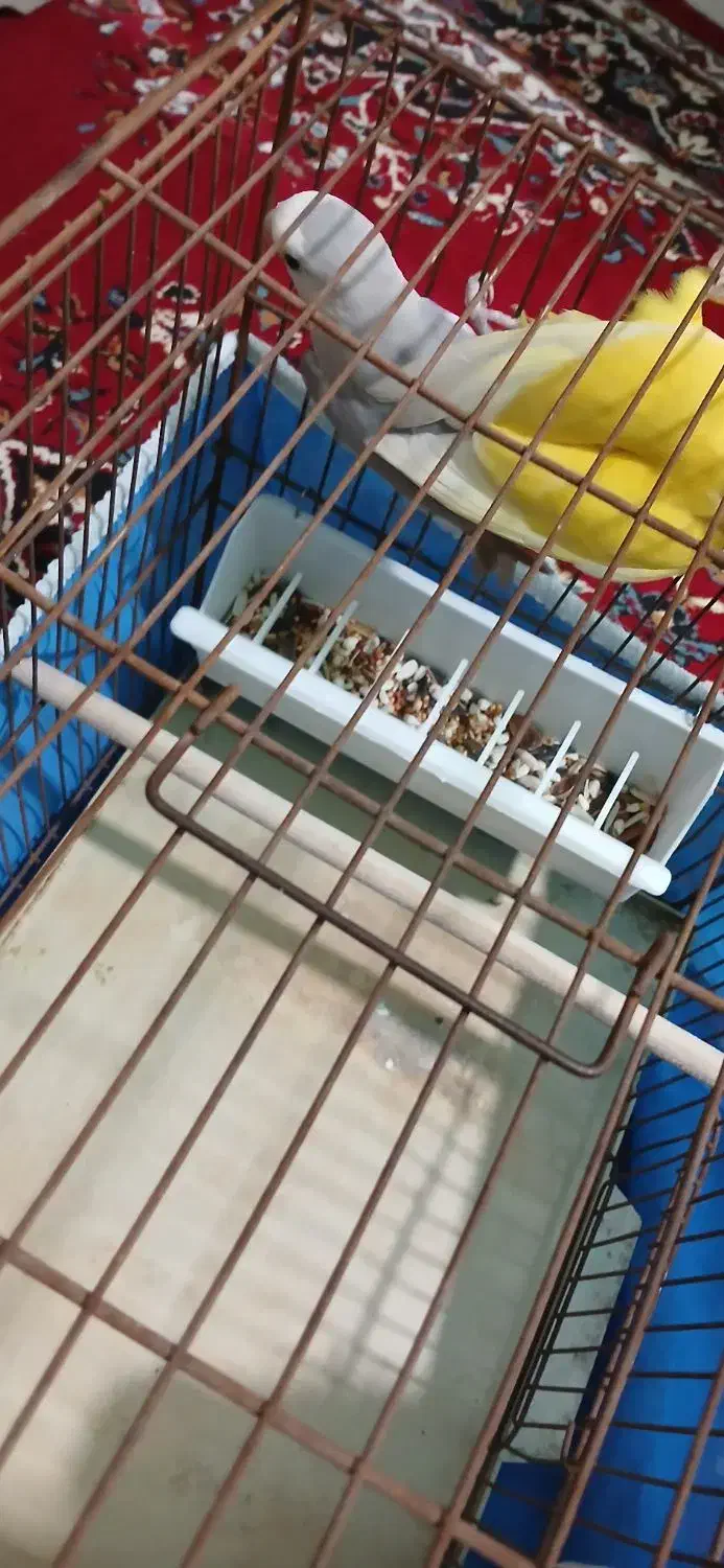 جفت طوطی برزیلی|پرنده|آبادان, |دیوار