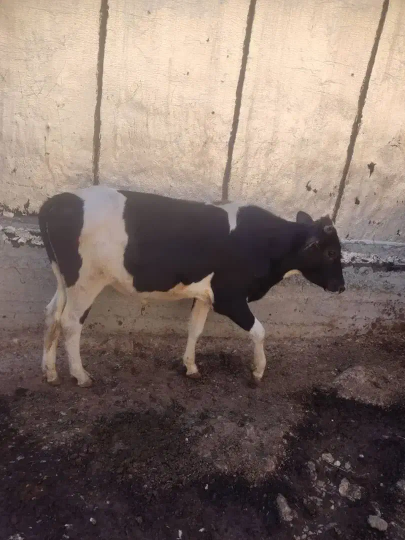 گاو نر محلی|حیوانات مزرعه|دالاهو, |دیوار