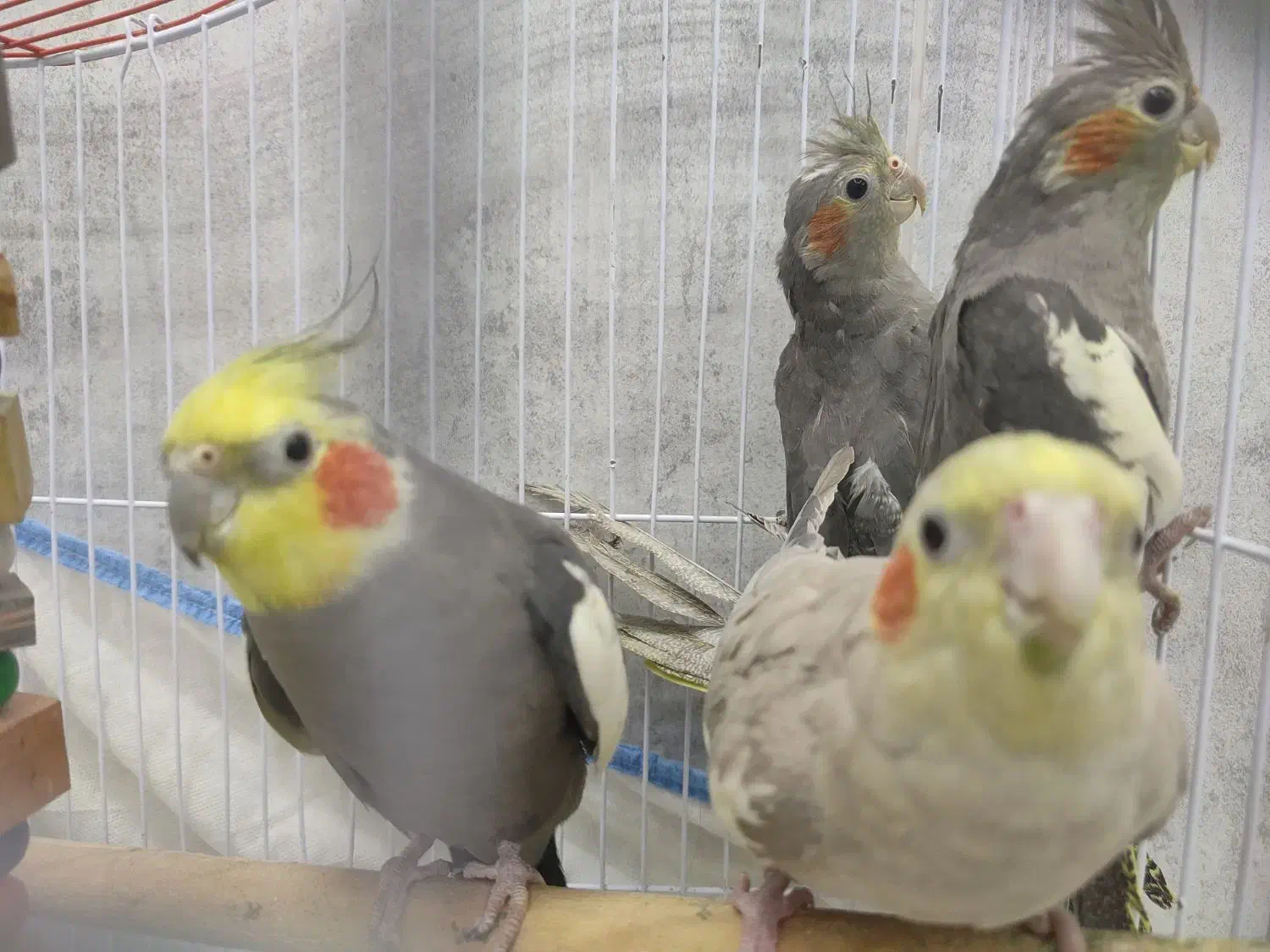 عروس هلندی|پرنده|رشت, پسیخان|دیوار