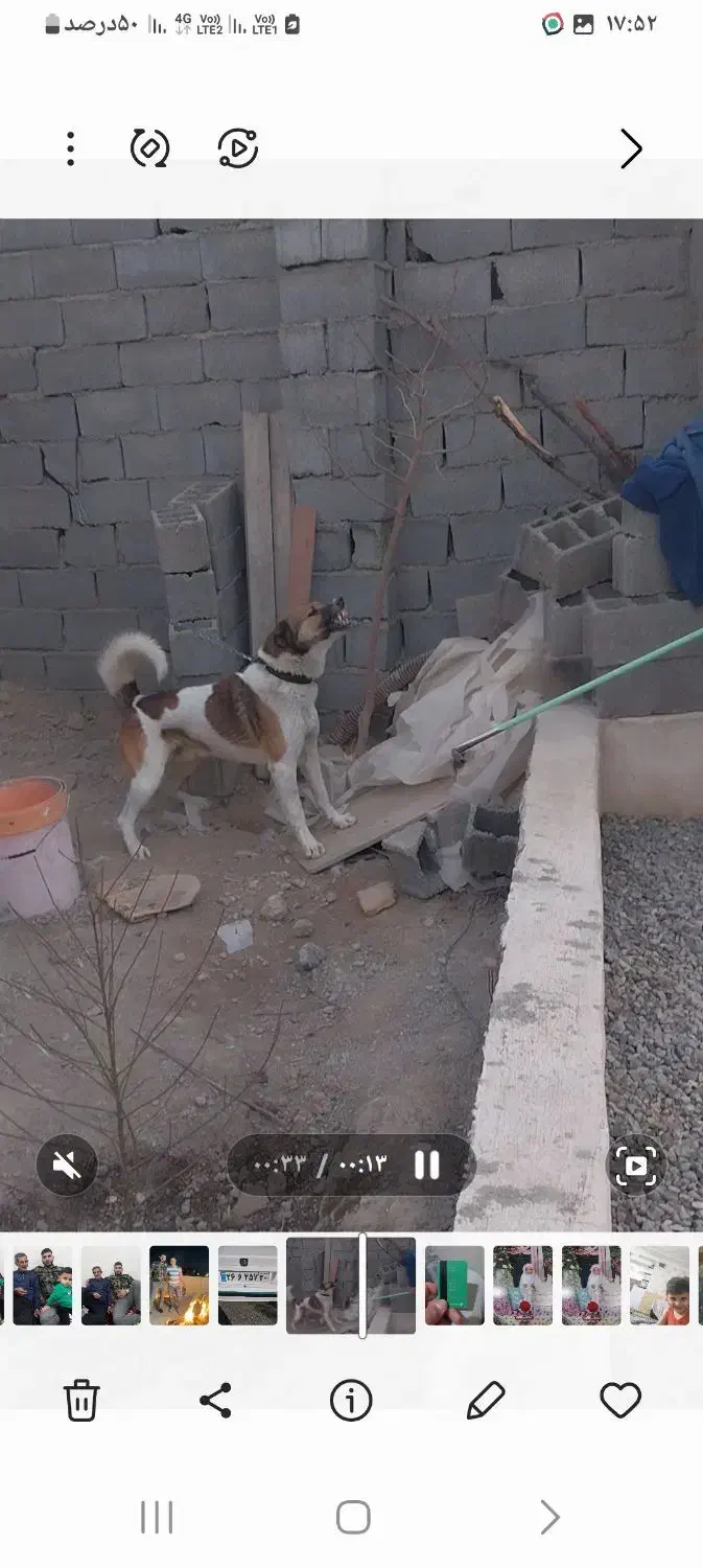 سگ گمشده|سگ|نسیم‌شهر, |دیوار