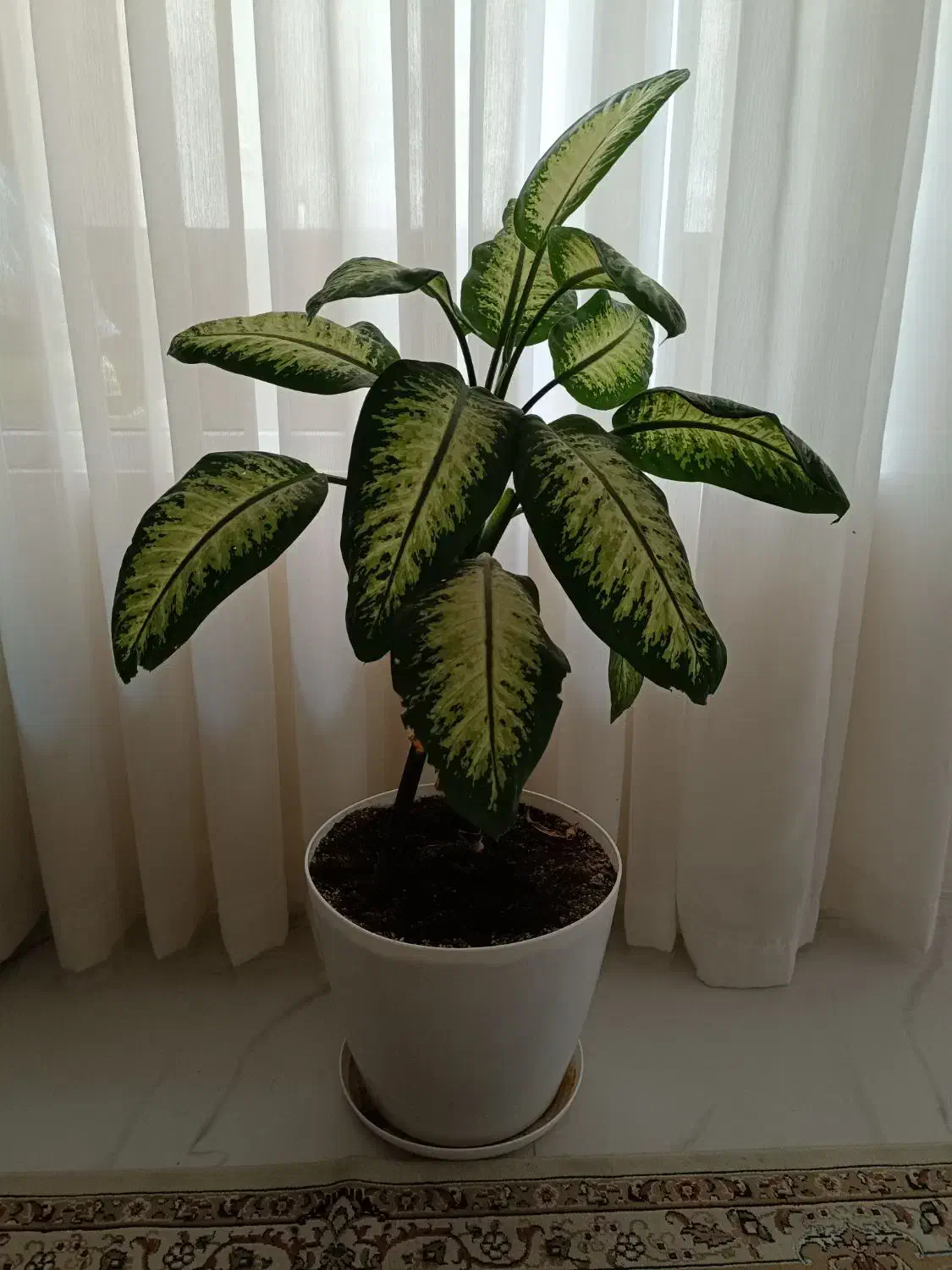 گل دیفن باخیا با گلدان|گل و گیاه طبیعی|مشهد, چهارچشمه|دیوار