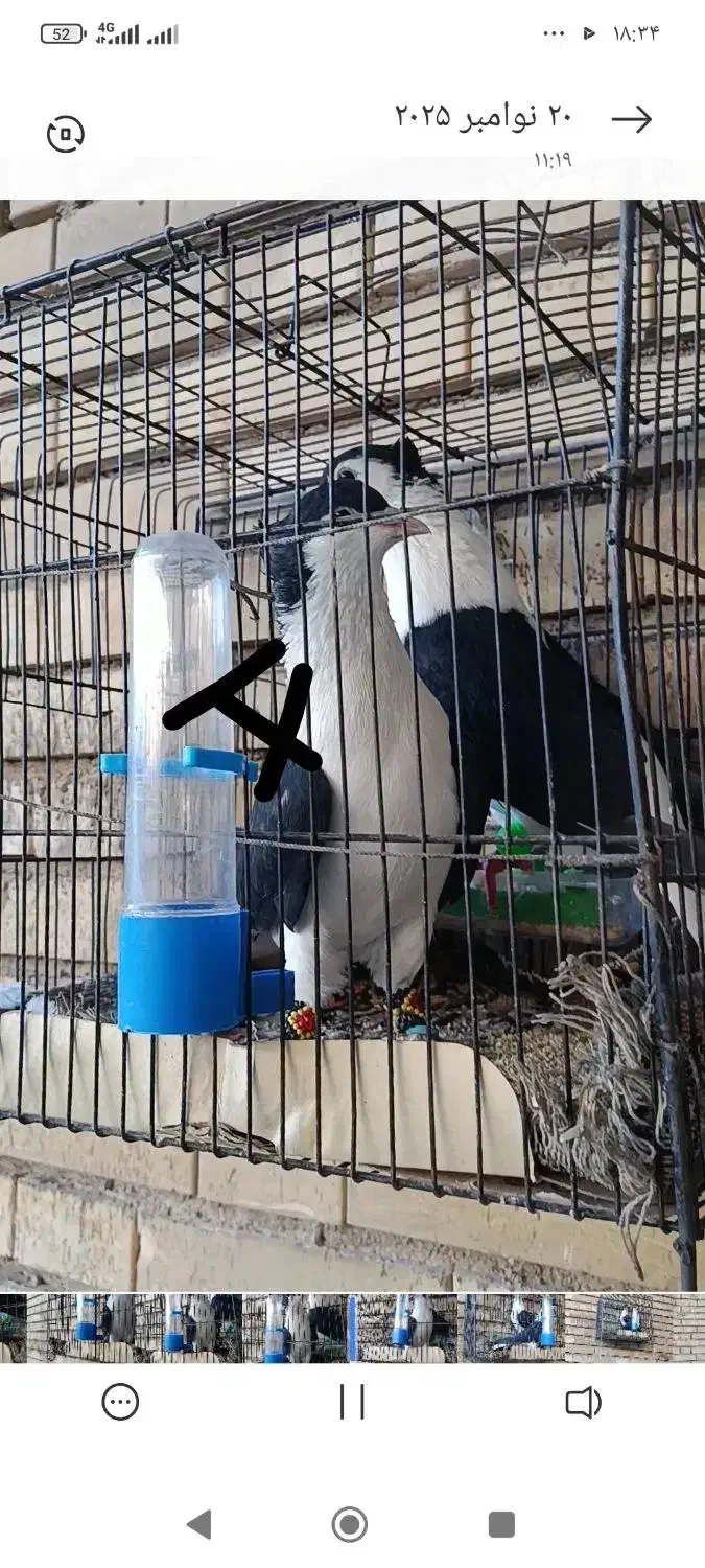 دوبالی|پرنده|دزفول, |دیوار