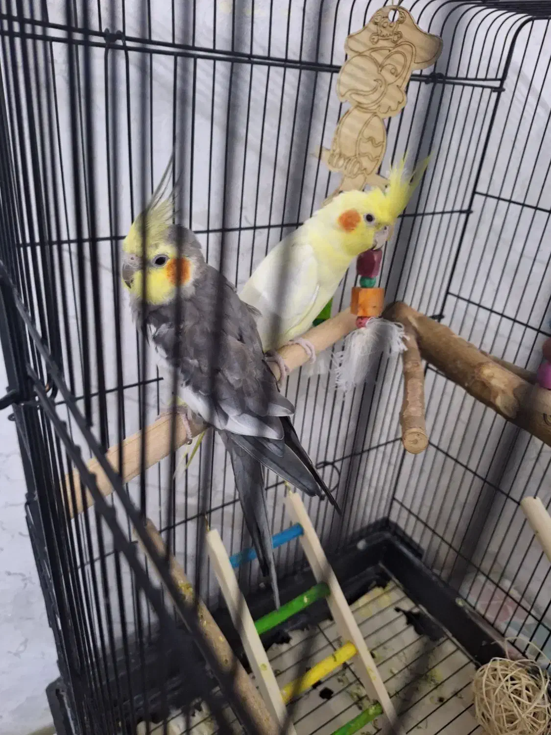 یک جفت عروس هلندی|پرنده|صباشهر, |دیوار