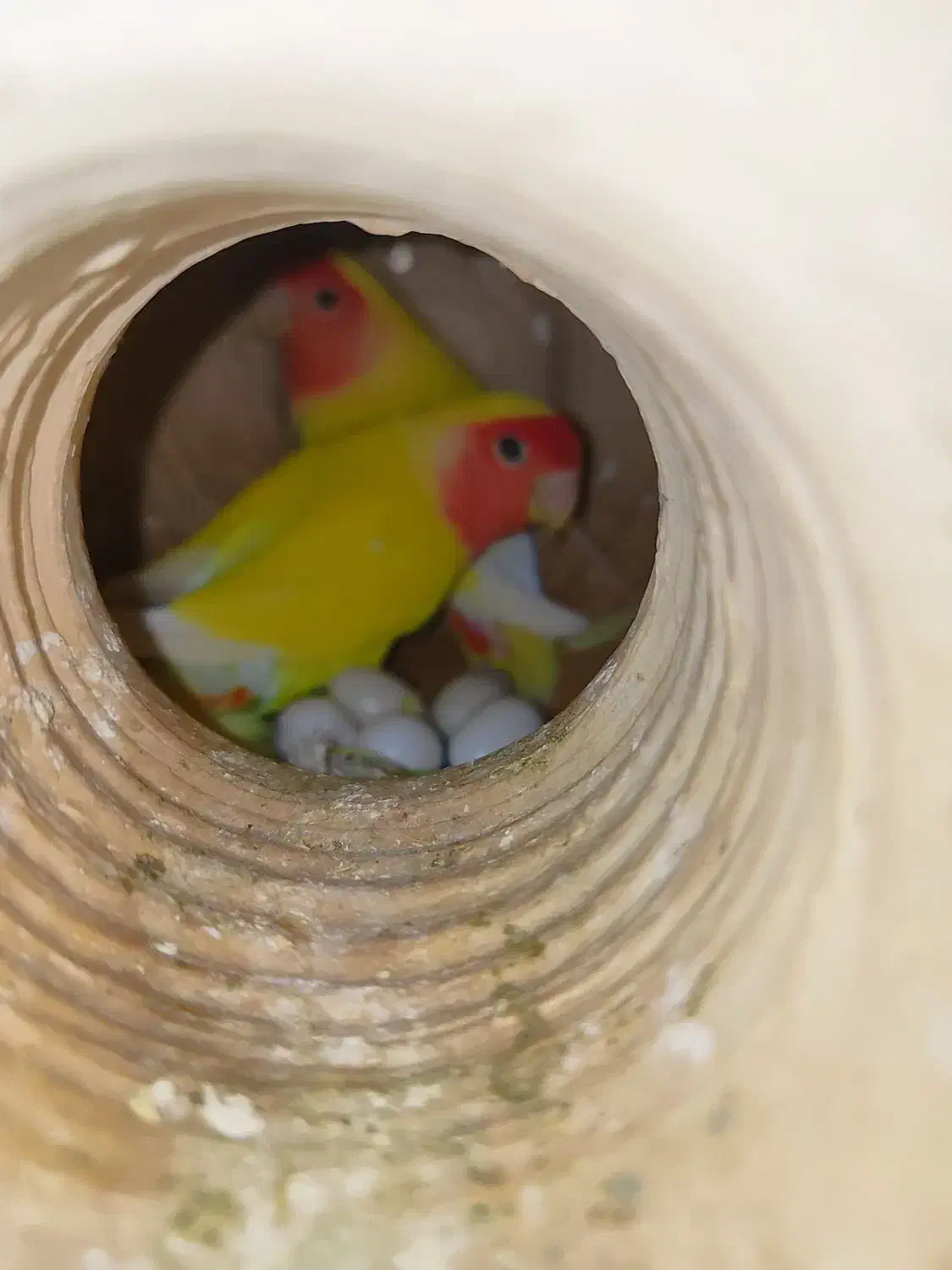 فروش چهار جفت طوطی برزیلی مولد درجه یک|پرنده|اشکنان, |دیوار