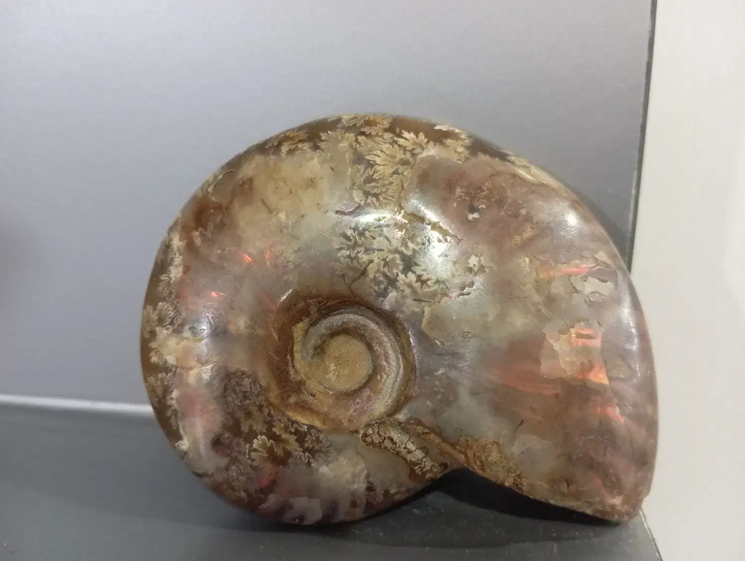 فسیل حلزون|کلکسیون اشیاء عتیقه|مشهد, سیلو|دیوار