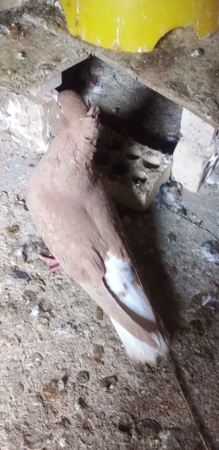 جفت دم پاک عقیلی|پرنده|شوشتر, |دیوار