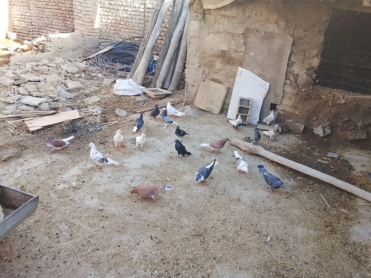 85000|پرنده|گنبد کاووس, |دیوار