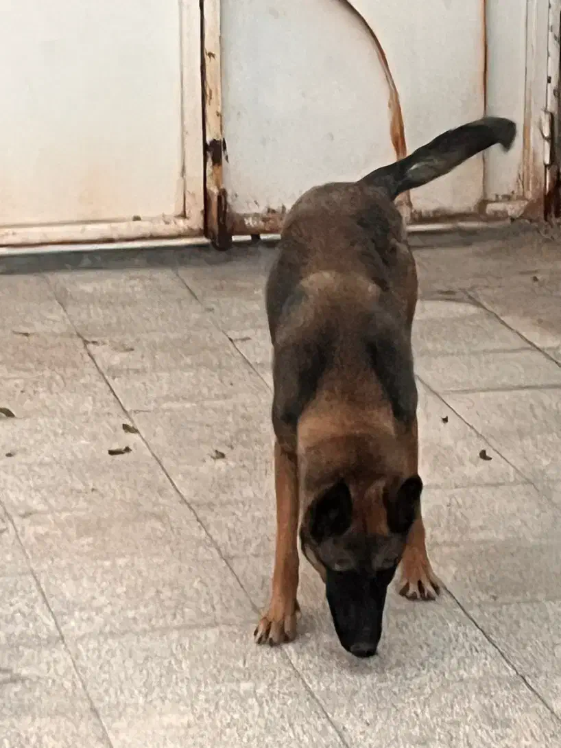 واگزاری سگ مالینیوز ماده|سگ|سیرجان, |دیوار