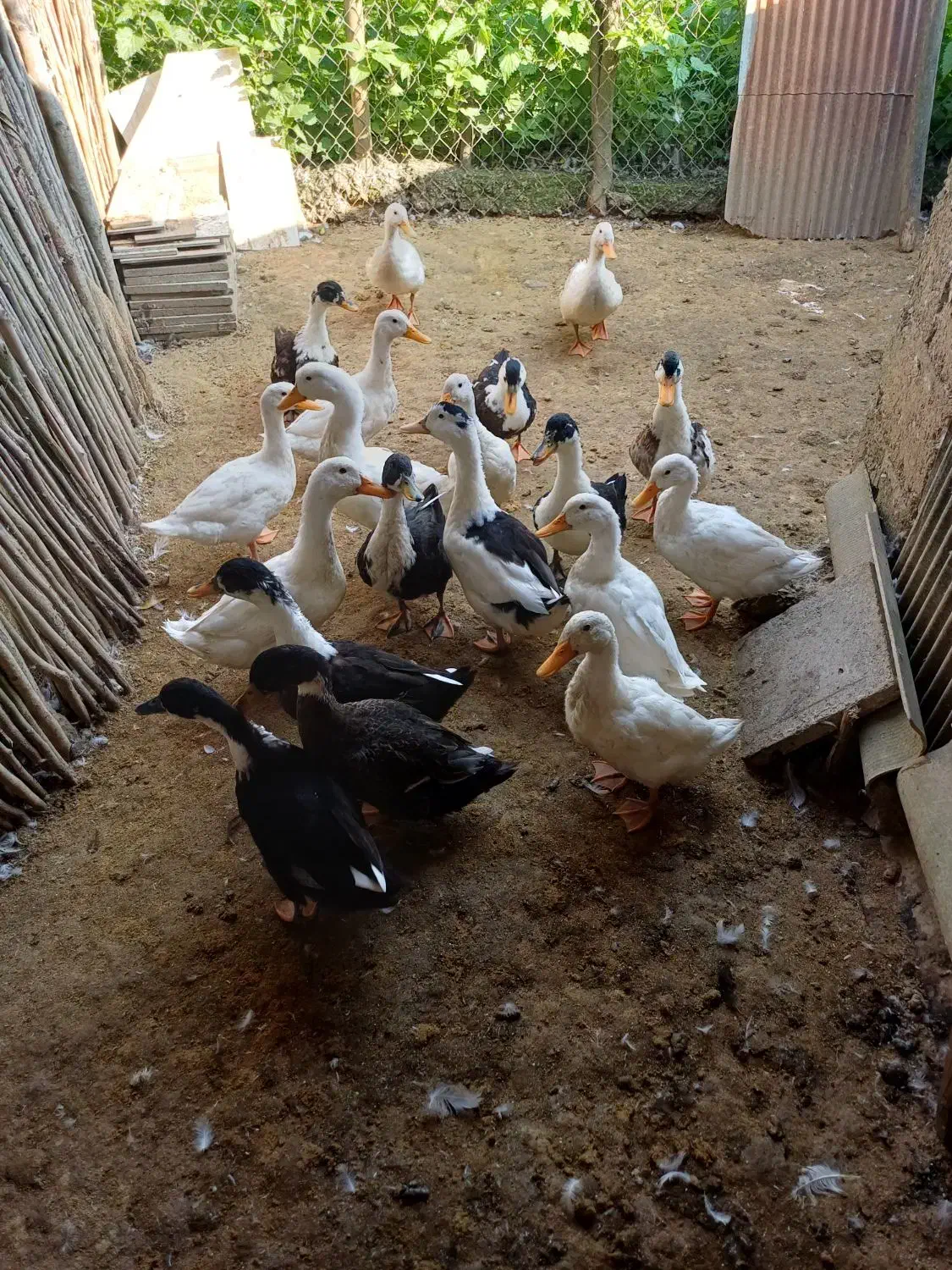 تعدادی اردک جوان|حیوانات مزرعه|طاهرگوراب, |دیوار