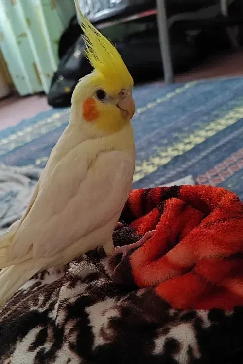 فروش عروس هلندی لوتینو دستی سخنگو|پرنده|لار, |دیوار