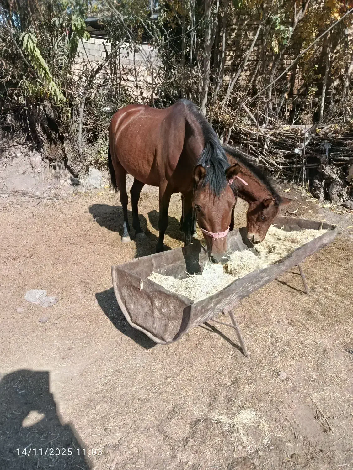 مادیون باکره نرشکم اول|اسب و تجهیزات اسب‌سواری|خرم‌آباد, |دیوار