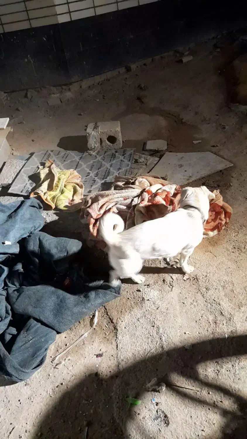 سگ دزدیده شده|حیوانات|برخوار, |دیوار