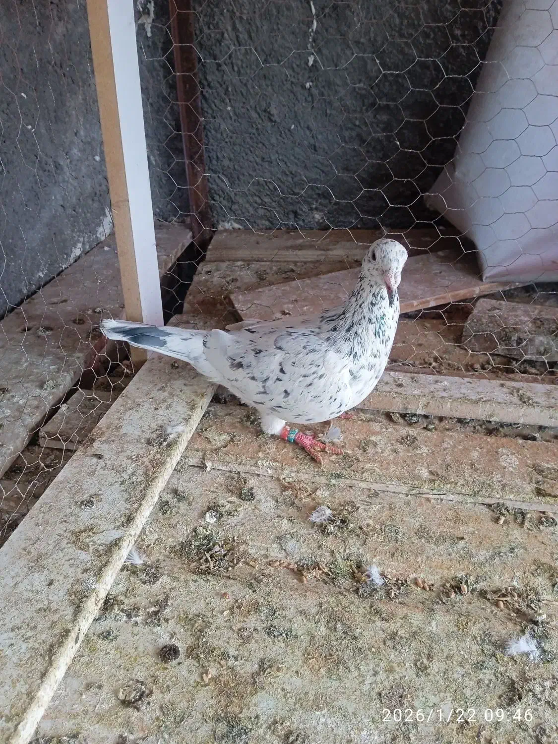 کفتر|پرنده|تربت جام, شاهد|دیوار