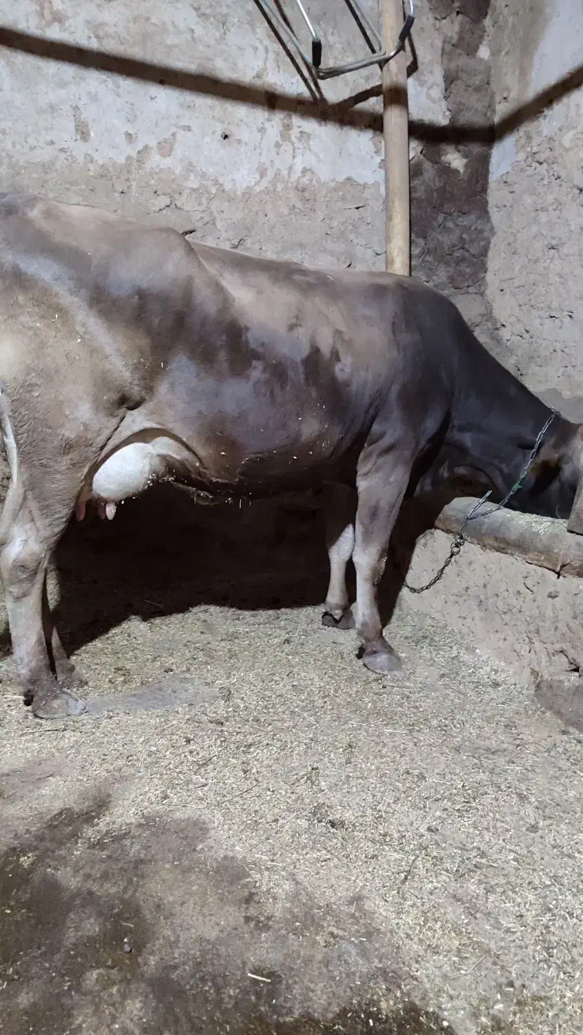 گاو وگوساله سیمنتال|حیوانات مزرعه|تکاب, |دیوار