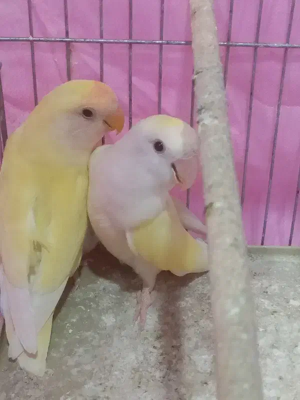 کوتوله مولد|پرنده|بم, |دیوار