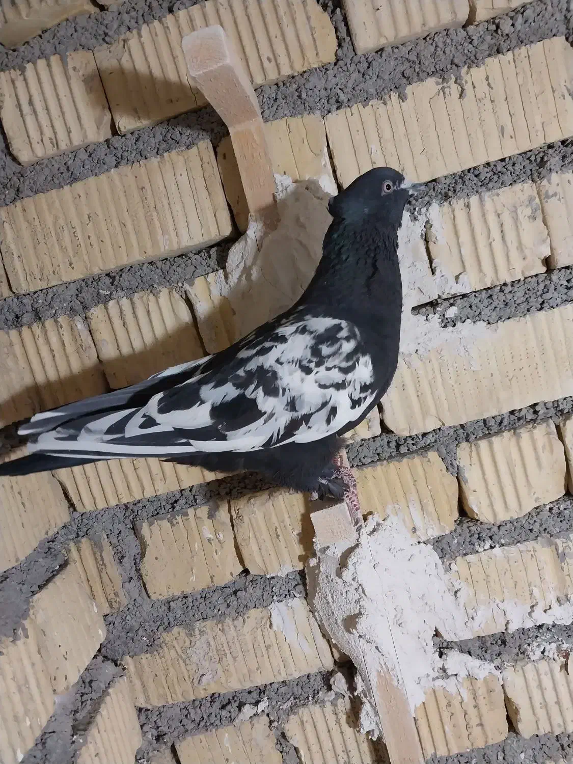 کبوتر|پرنده|شیراز, جرسقان|دیوار