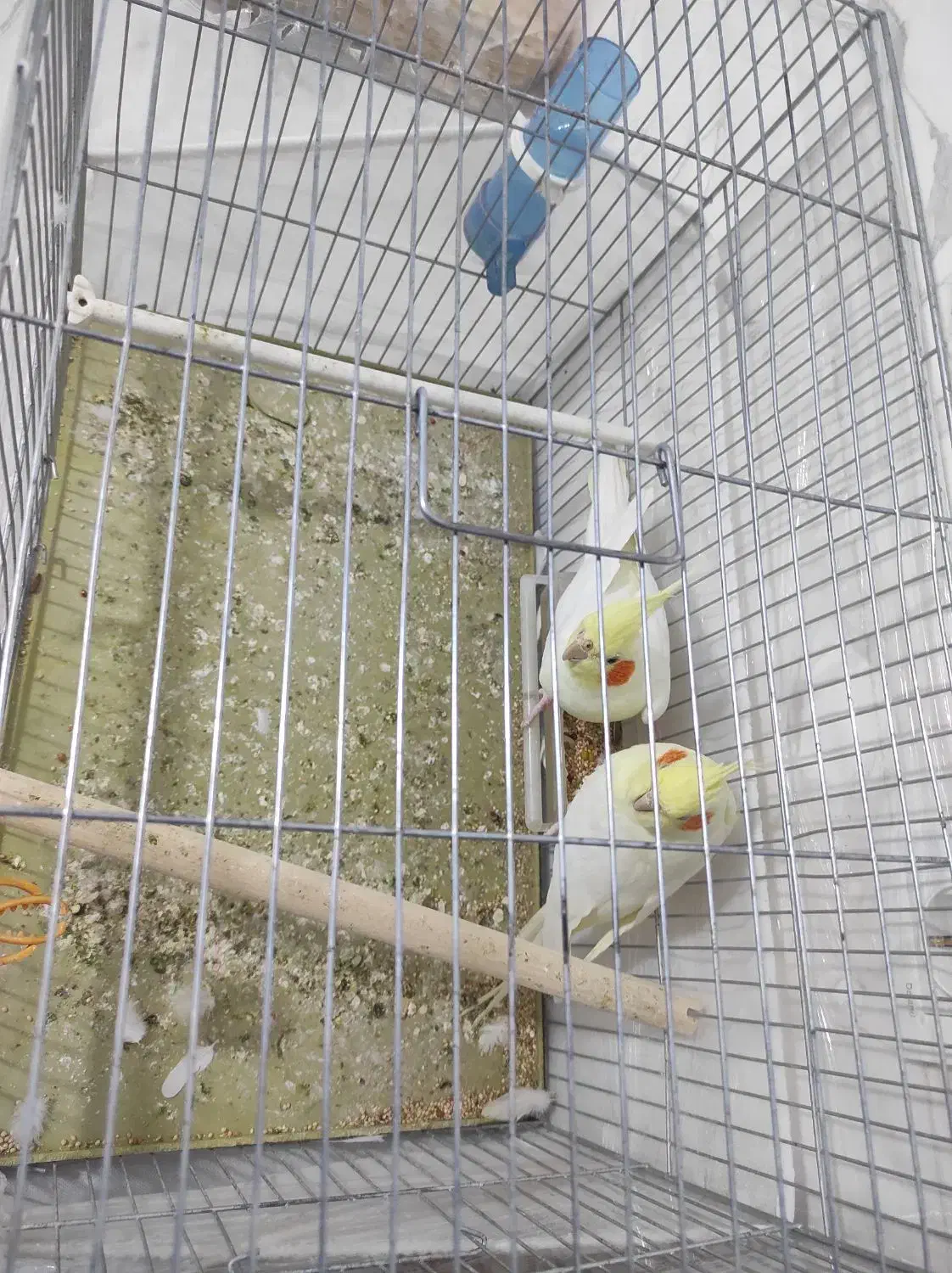 عروس هلندی|پرنده|نقده, |دیوار