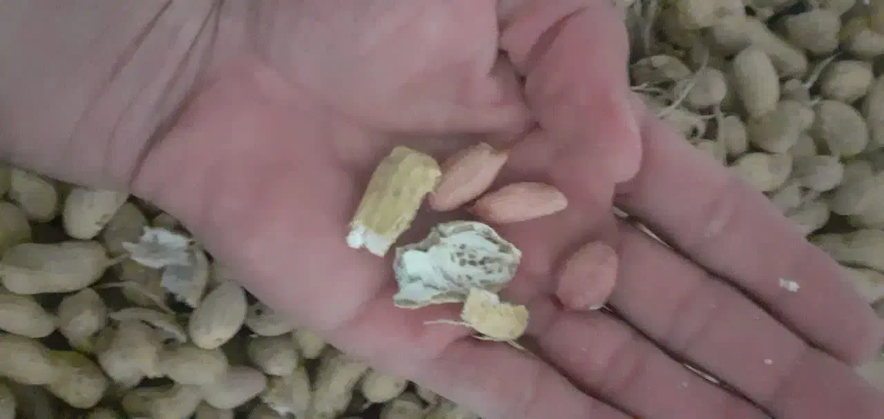 بادام زمینی خوراک دام|لوازم جانبی حیوانات|سرپل ذهاب, |دیوار