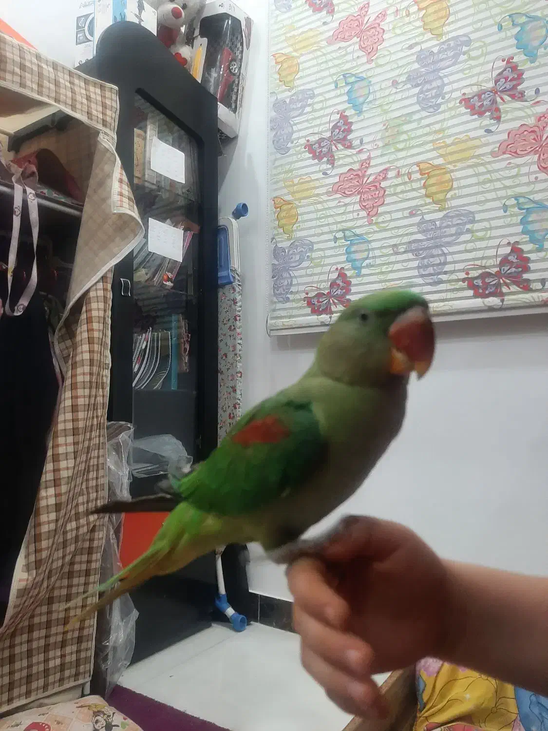 شاه طوطی شاه تخم نر ۶ماهه فول رام دستی|پرنده|تهران, شهرک زینبیه|دیوار