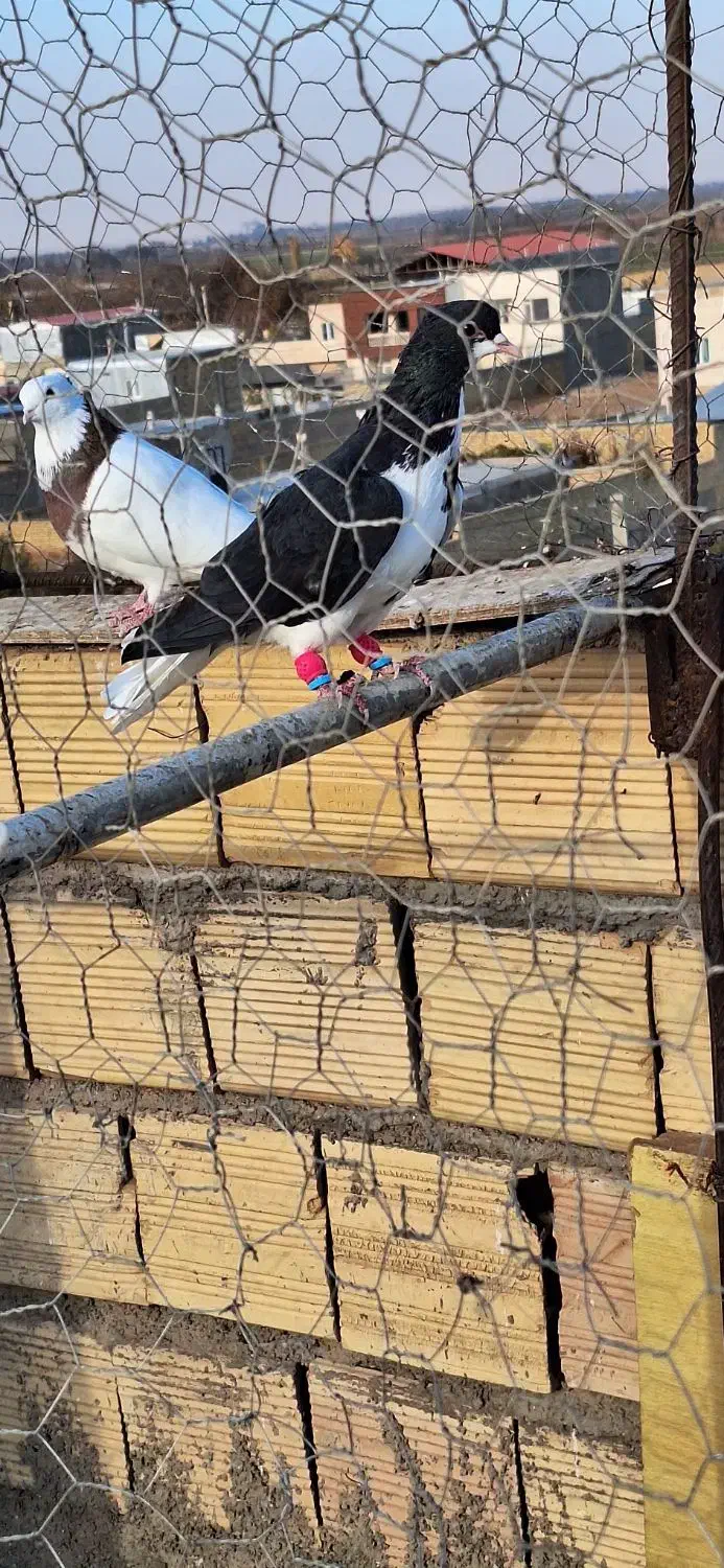 کبوتر|پرنده|دشتابی, |دیوار