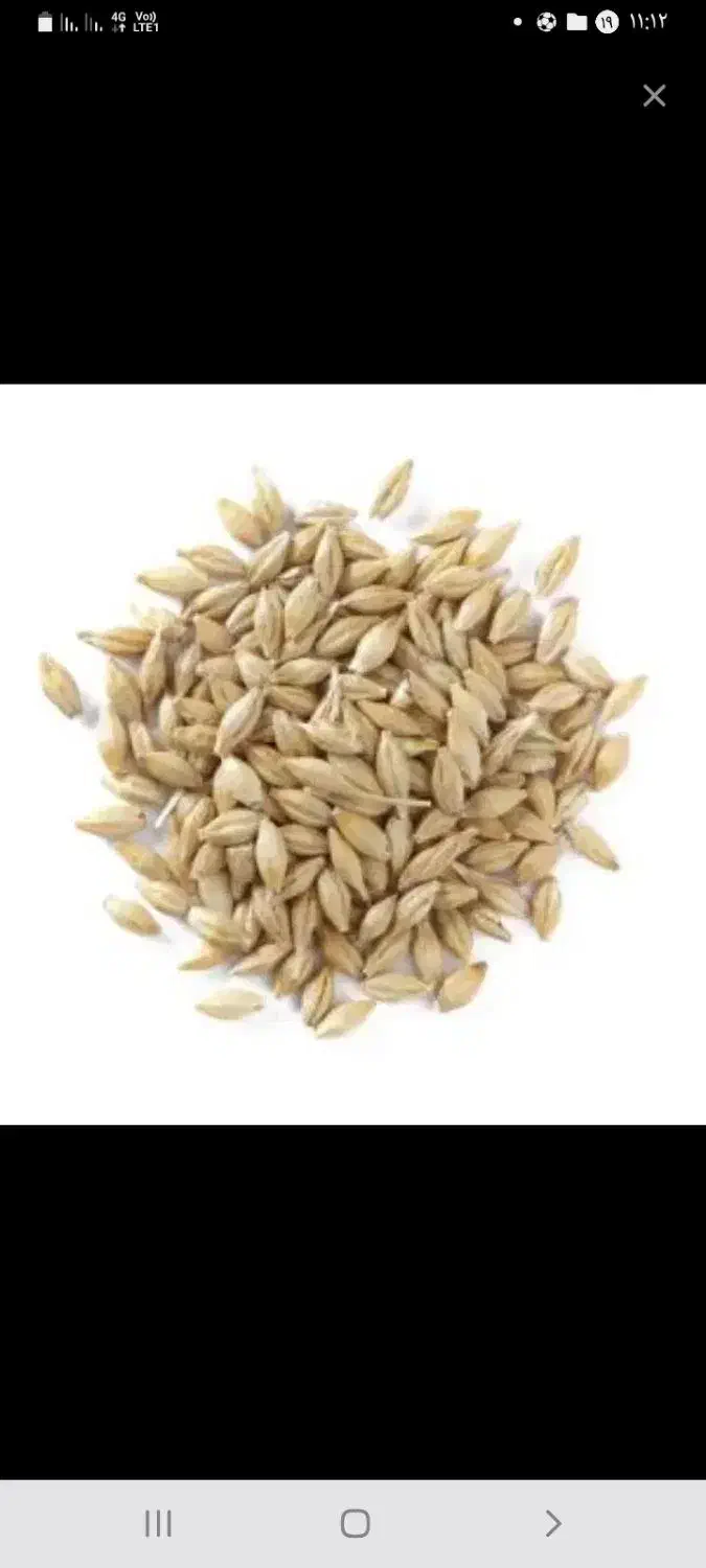 جودولتی روس تمیز|لوازم جانبی حیوانات|پلدختر, |دیوار