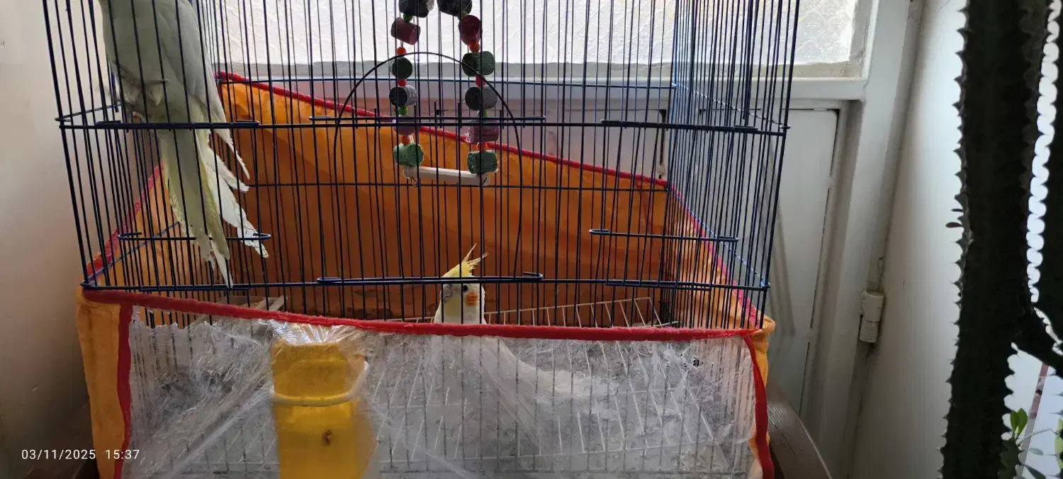 عروس هلندی|پرنده|زاهدان, |دیوار