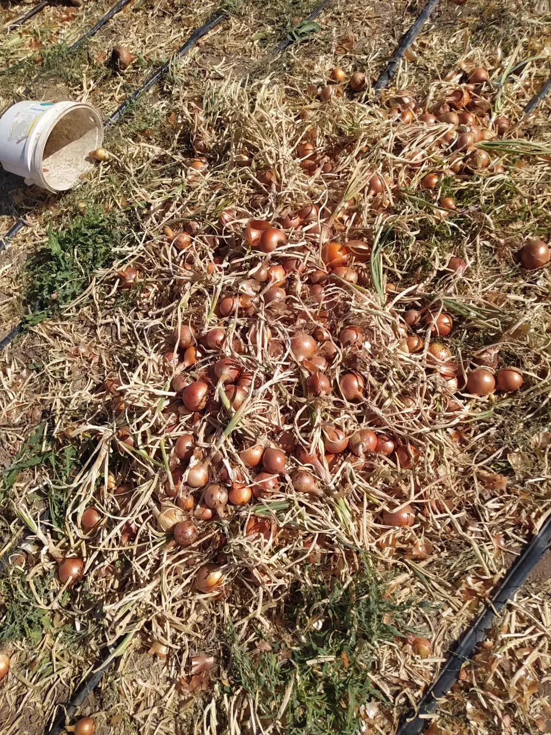 پیاز ارگانیک درجه یک زنجانرود رقم والنسیا|خوردنی و آشامیدنی|زنجانرود, |دیوار