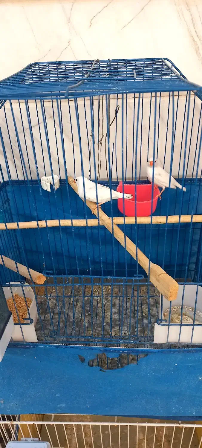 فنج های مولد جف باقفسو بدون قفس بشرط جوجه|پرنده|قم, شاه ابراهیم|دیوار