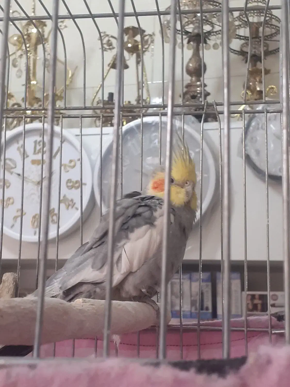 پرنده|پرنده|محمدشهر, محمدشهر|دیوار