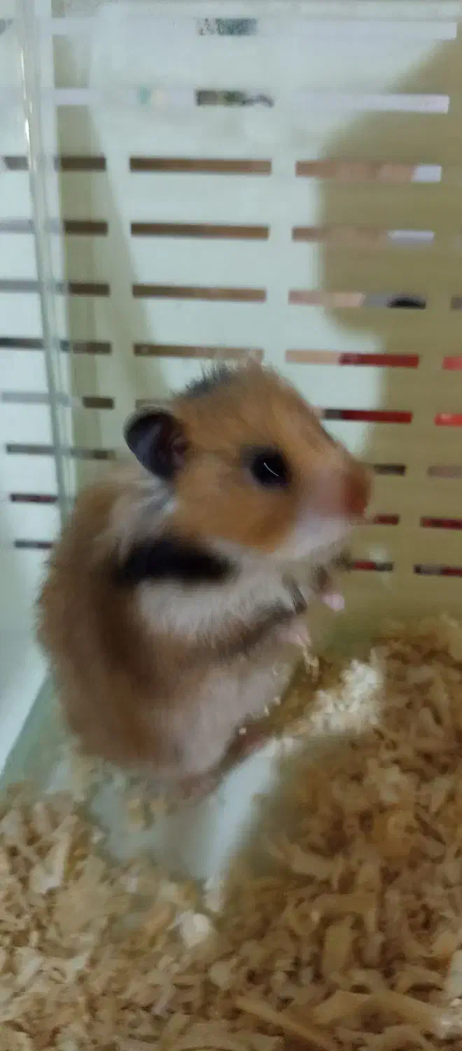 همستر سوری|موش و خرگوش|پردیس, فاز ۱|دیوار