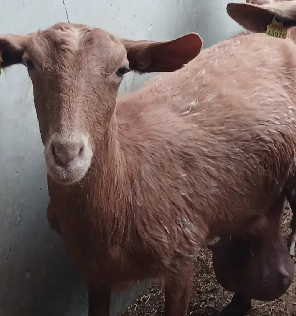 بز شیری|حیوانات مزرعه|یزد, |دیوار