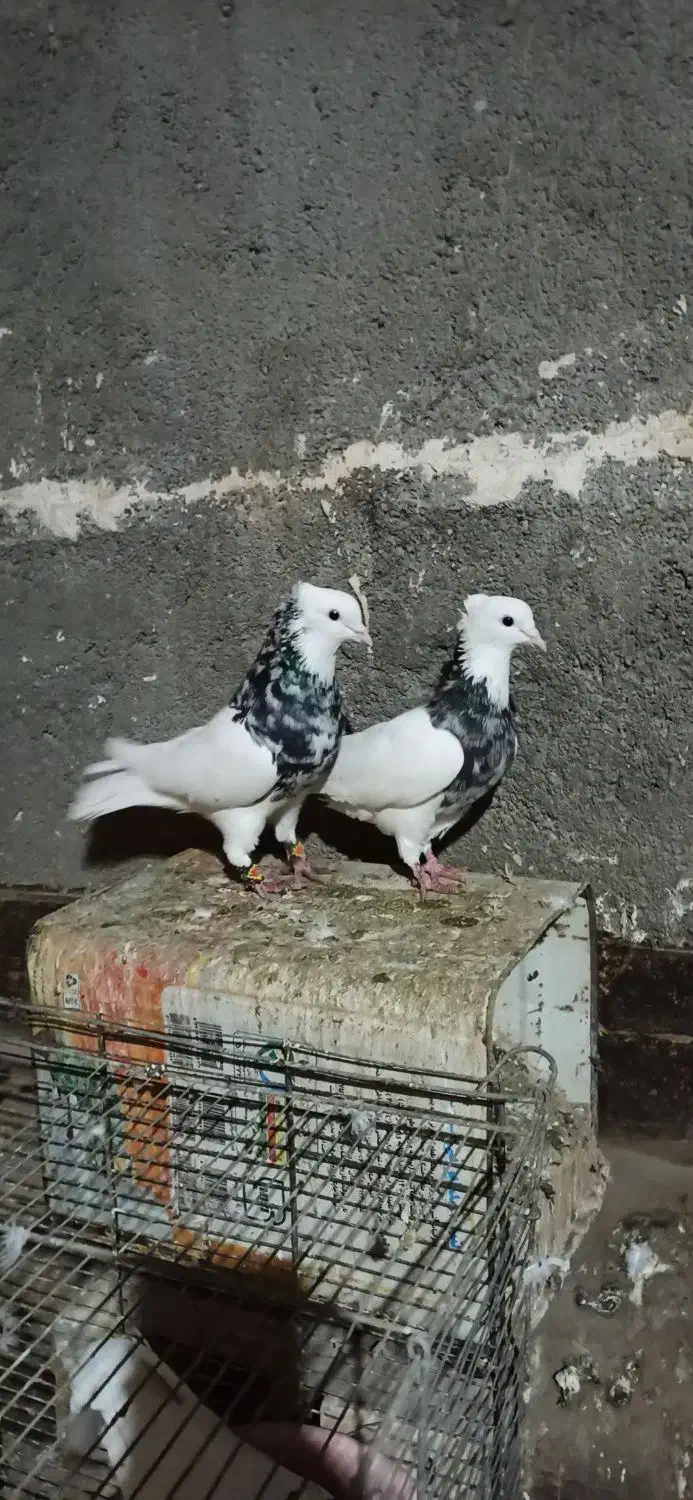 کفتر جفتگاه رنگه و المانی و هفترنگ|پرنده|مشهد, سرافرازان|دیوار