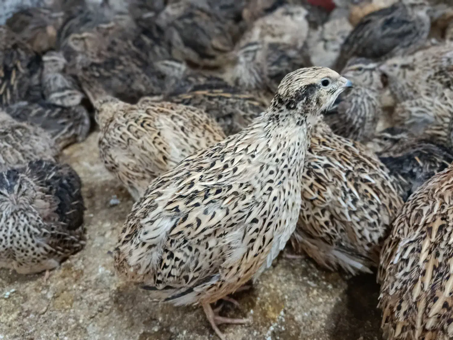 فروش بلدرچین|پرنده|کهک, |دیوار