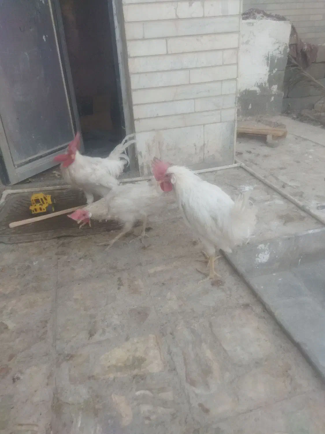 مرغ خانگی|حیوانات مزرعه|سراوان, |دیوار