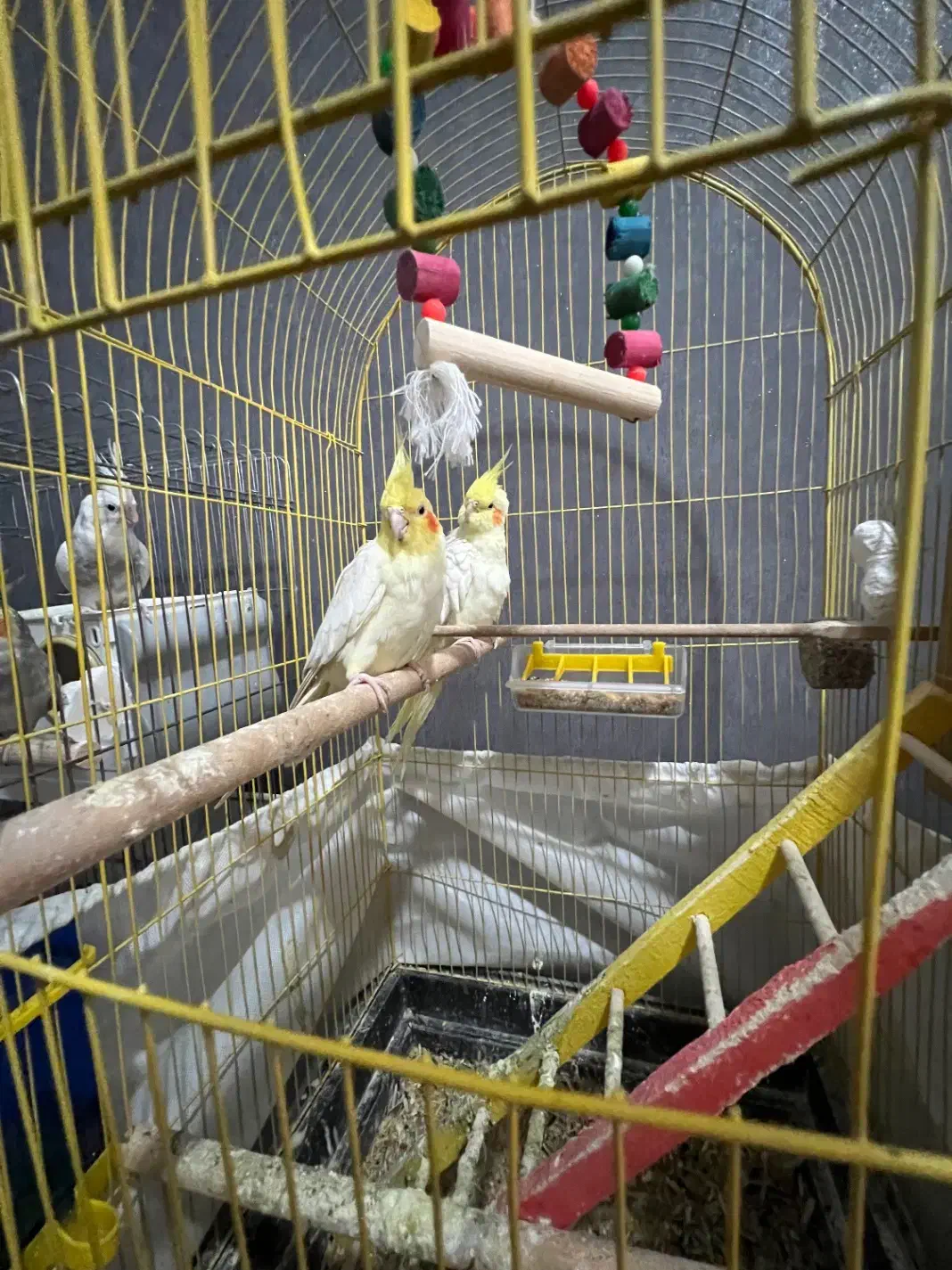 جفت عروس هلندی مولد|پرنده|خوی, |دیوار