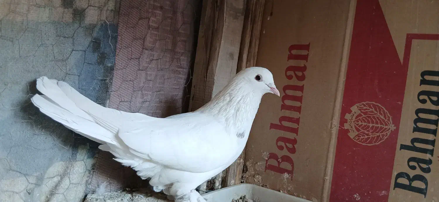 یک عدد کبوتر سفید نقشی پاپری|پرنده|اصفهان, ارداجی|دیوار