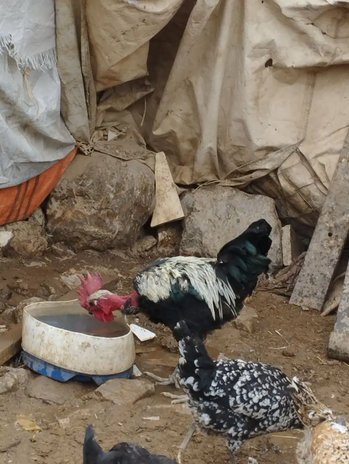 مرغ و خروس|حیوانات مزرعه|سیلاخور, |دیوار