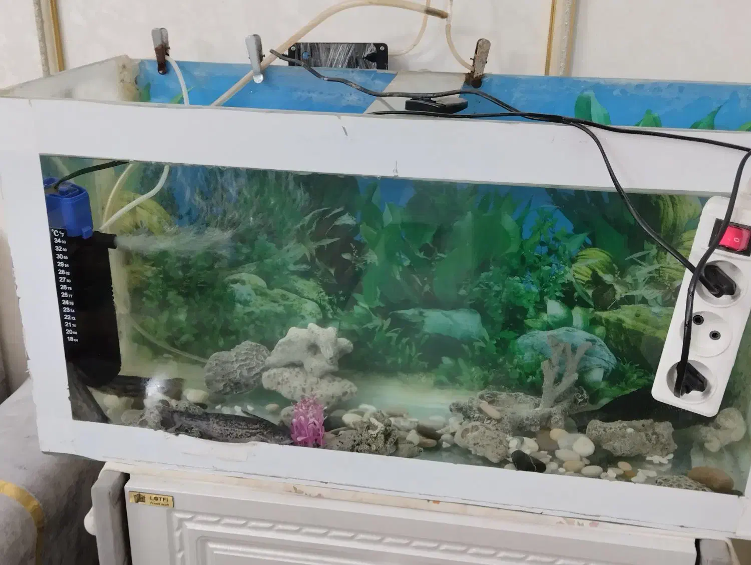 آکواریم تمکیل|ماهی|گلبهار, شهر جدید گلبهار|دیوار