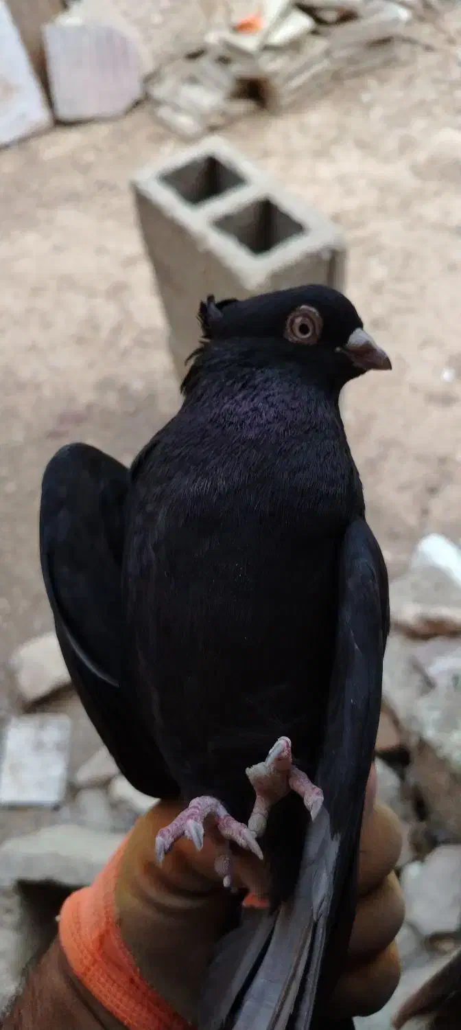 کبوتر زاغ آبادانی|پرنده|بوستان, |دیوار