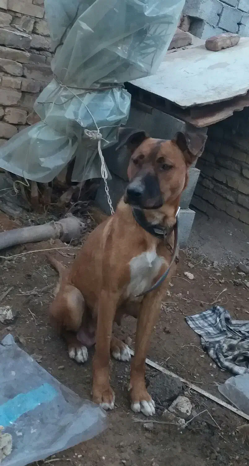 پیتبول ماده با ۴تا توله|سگ|لنجان, |دیوار