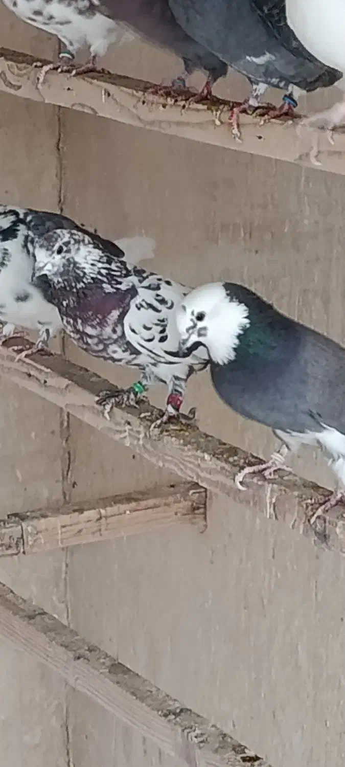 کبوتر پرشی یکجا|پرنده|ری, امین آباد|دیوار
