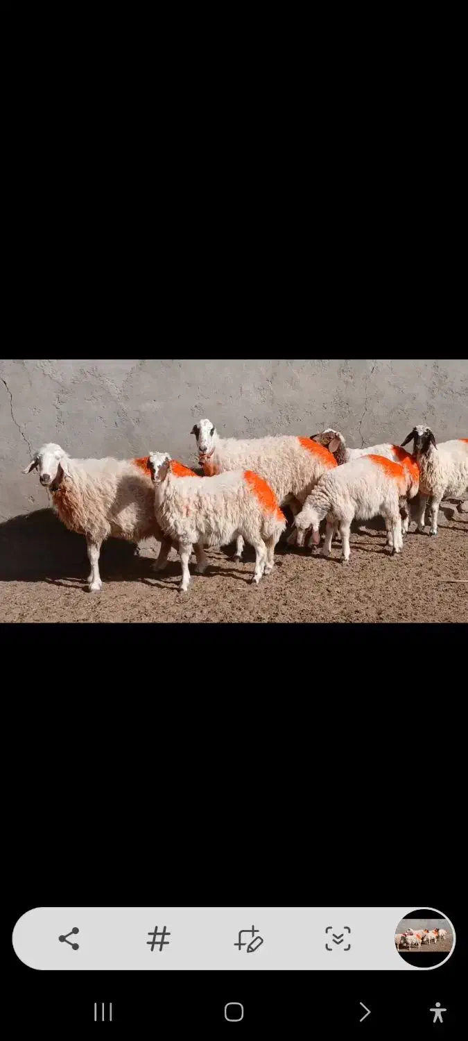 میش جملی|حیوانات مزرعه|کاشمر, |دیوار