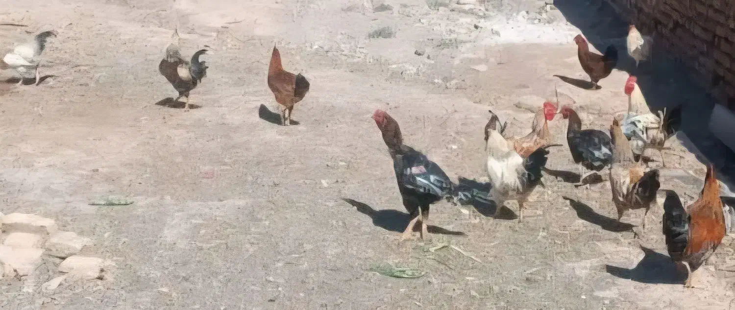 خروس محلی|حیوانات مزرعه|زاویه, |دیوار