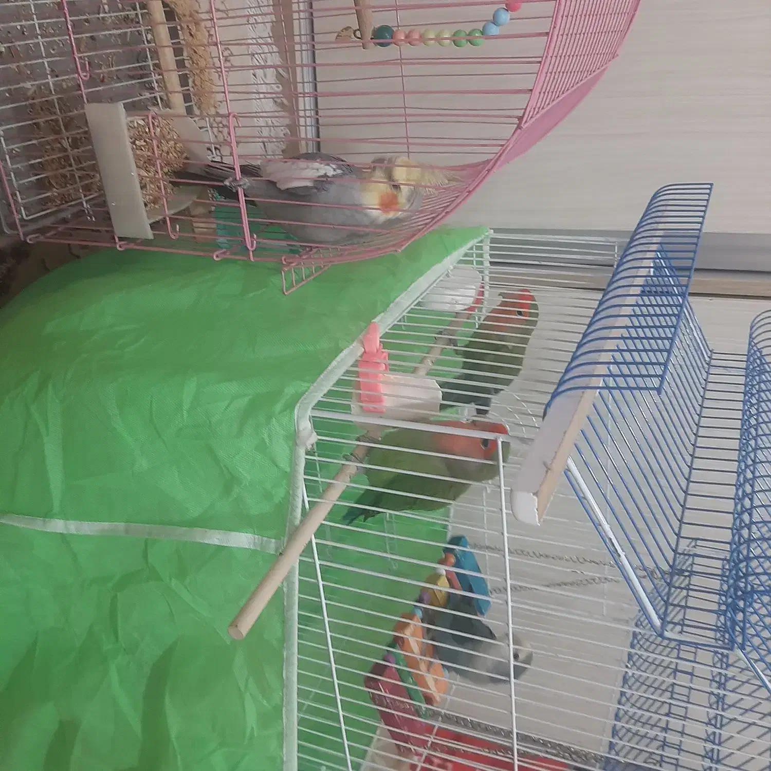 عروس هلندی و طوطی برزیلی|پرنده|قرچک, میرزائی جنوبی|دیوار