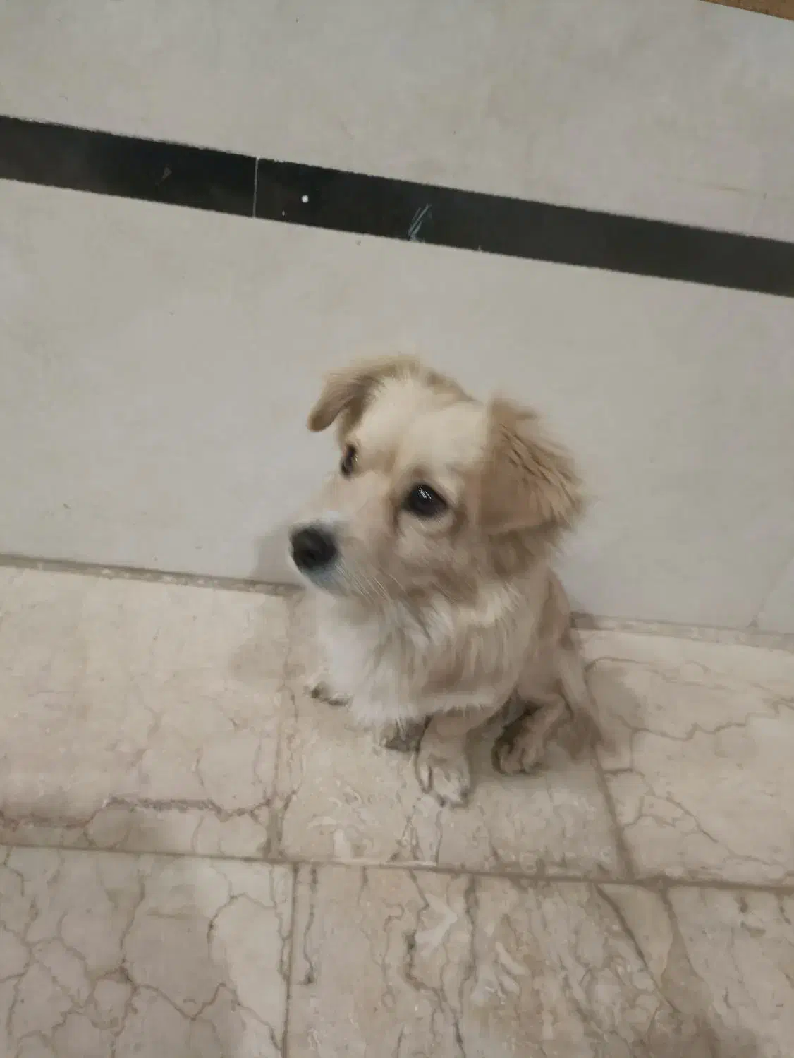 سگ پا کوتاه|سگ|اردکان, |دیوار