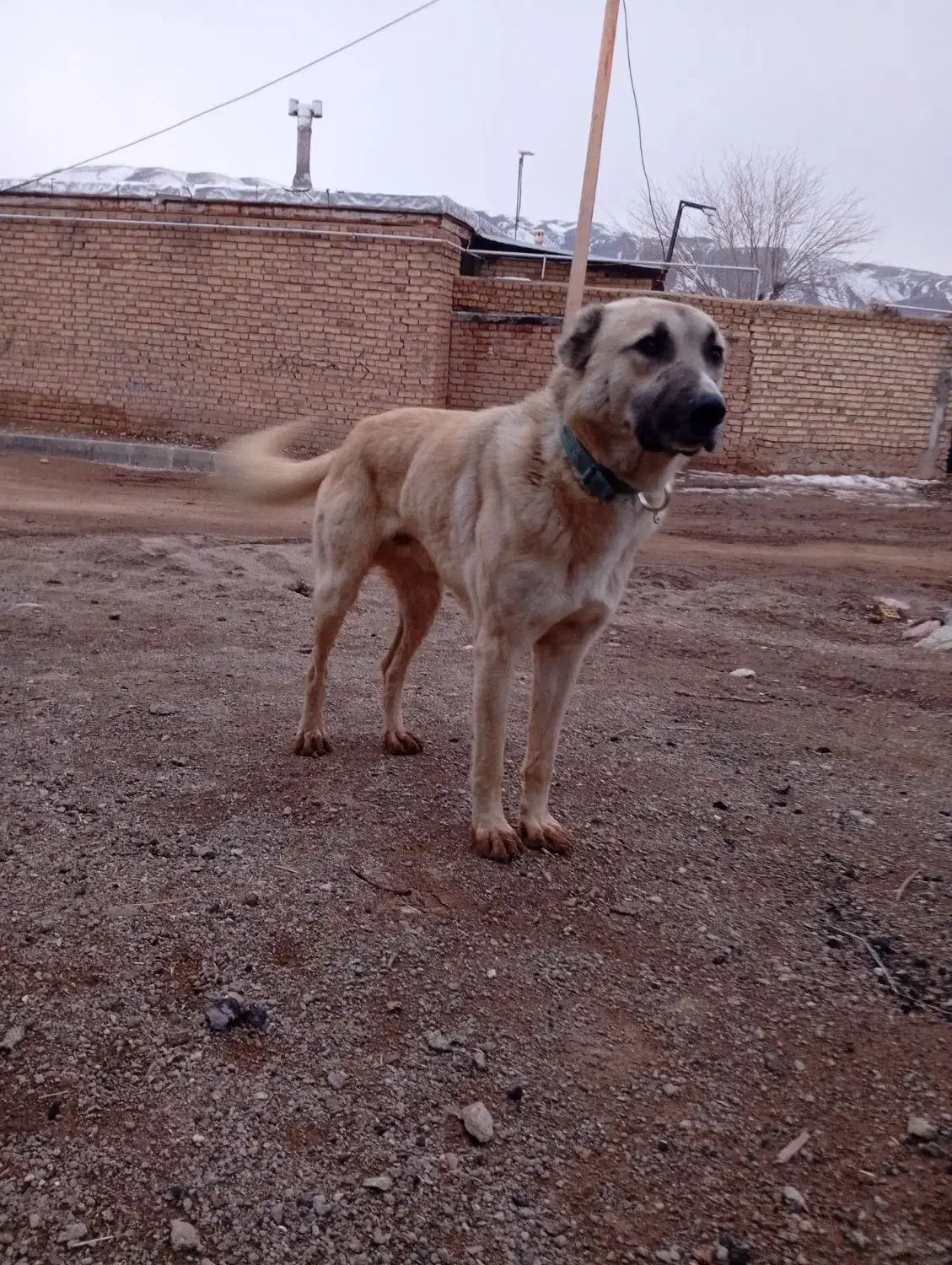 سگ گله|سگ|انگوران, |دیوار